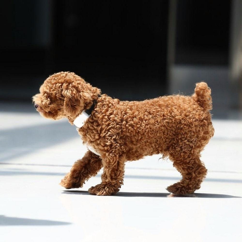 Dog insect repeller belt